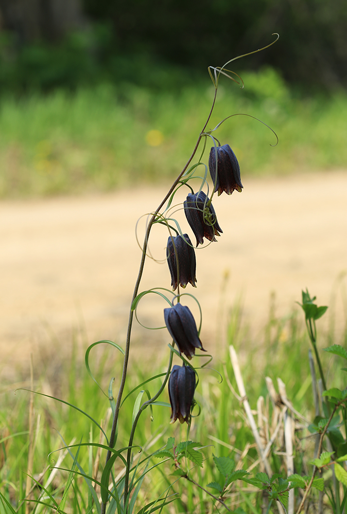 Image of Fritillaria ussuriensis specimen.
