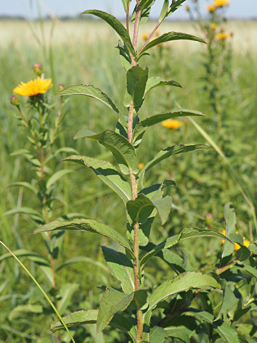 Изображение особи Inula salicina.