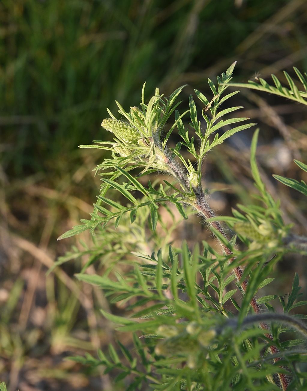 Image of Ambrosia artemisiifolia specimen.