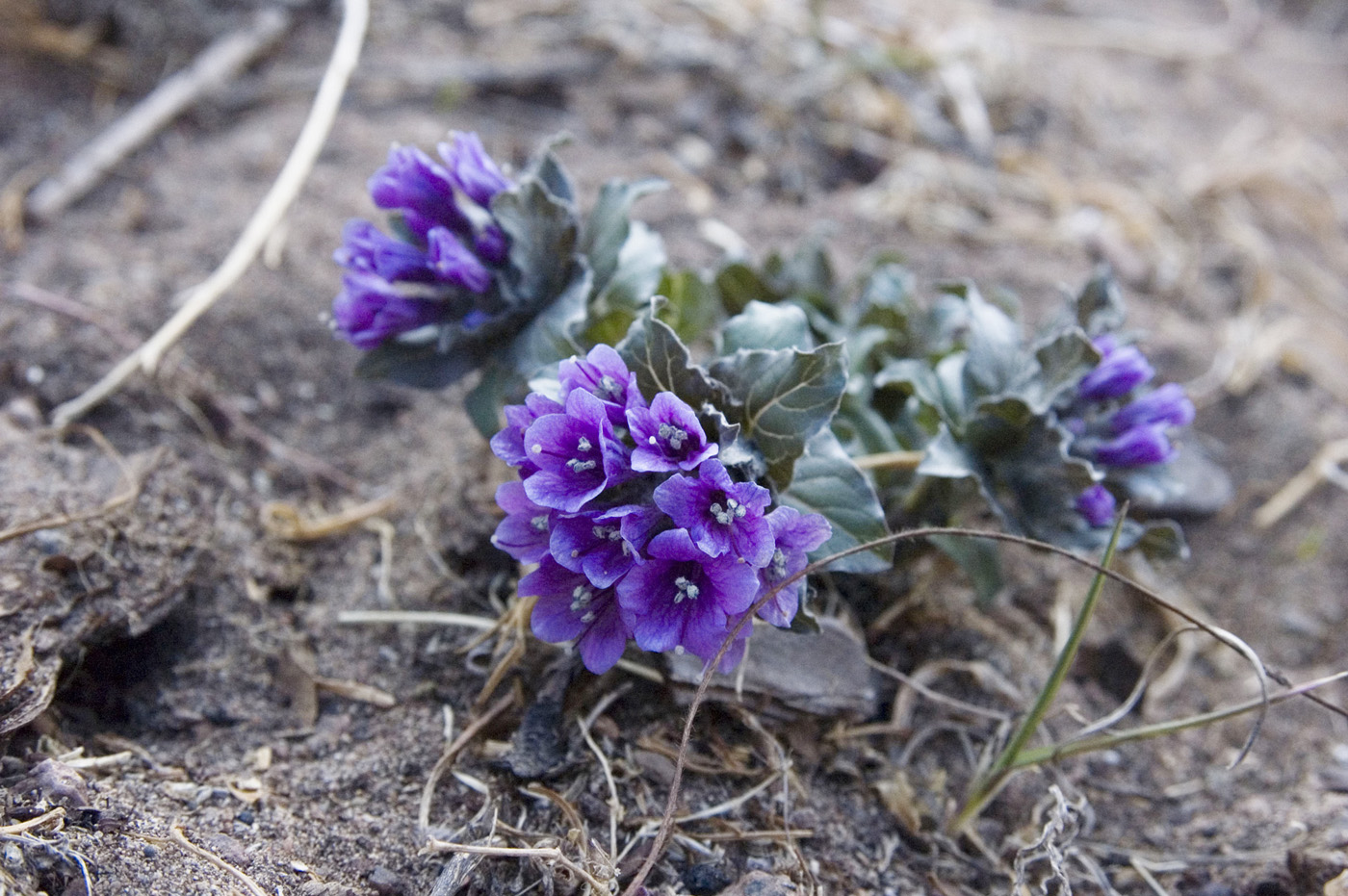 Изображение особи Physochlaina physaloides.