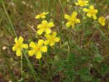 Potentilla impolita. Верхушка цветущего растения. Беларусь, Гродненская обл., Новогрудский р-н, объездная дорога, суходольный злаково-разнотравный луг. 08.07.2022.