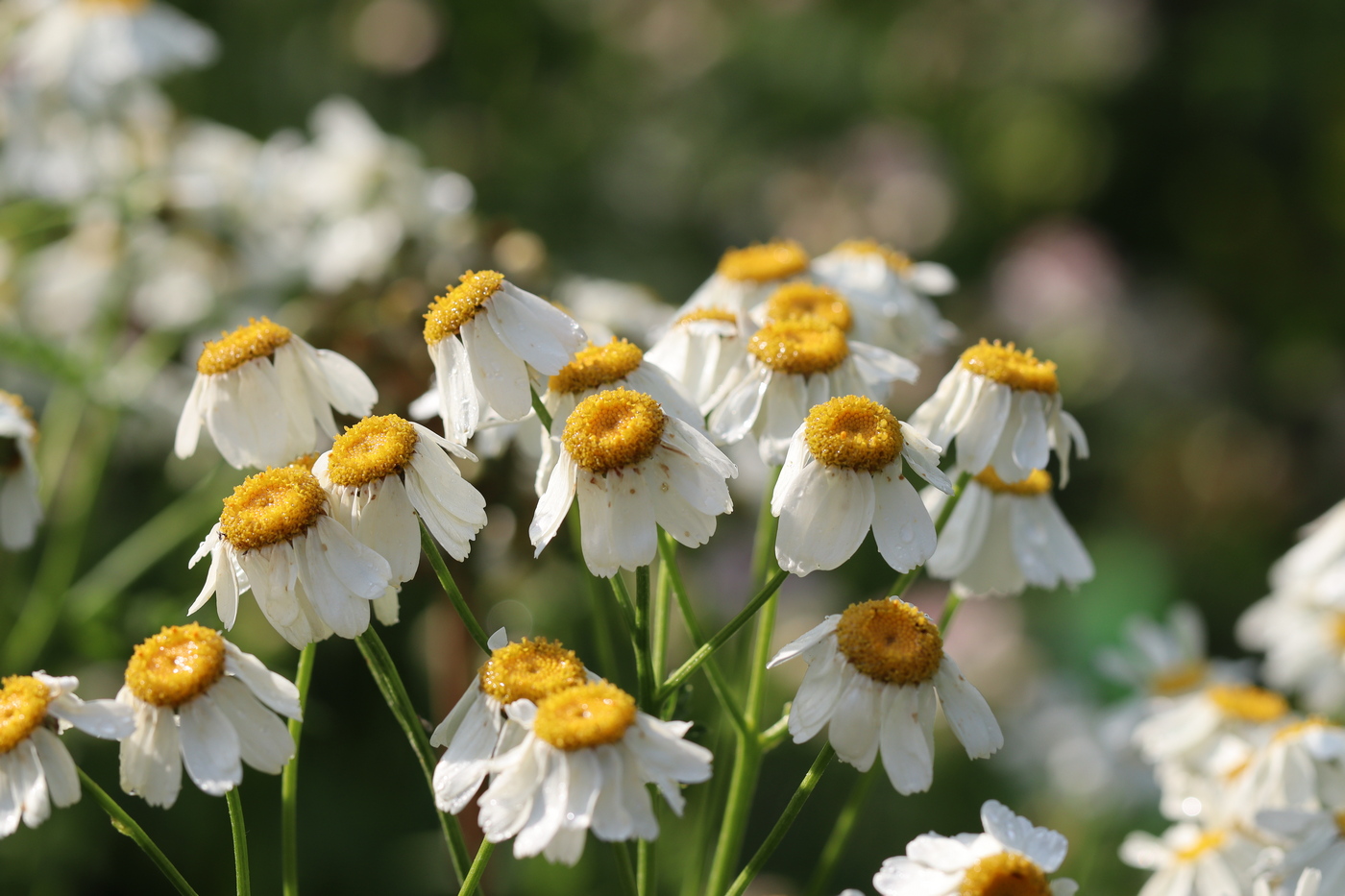 Image of Pyrethrum corymbosum specimen.