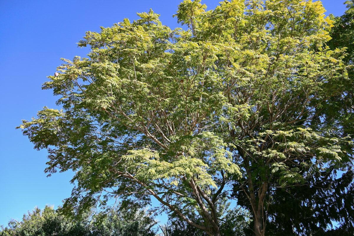 Изображение особи Jacaranda mimosifolia.