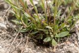 Polygala cretacea. Листья в основании побегов. Воронежская обл., Лискинский р-н, окр. с. Дивногорье, меловой склон. 29.04.2015.