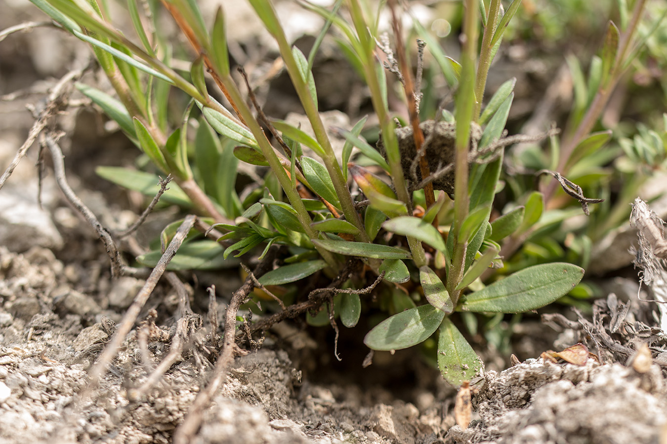 Image of Polygala cretacea specimen.