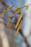 Betula pendula. Верхушка побега с мужскими соцветиями. Томская обл., г. Томск, Академгородок, березняк. 08.05.2022.