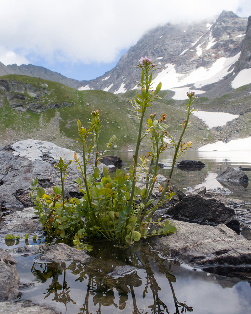 Image of Cardamine uliginosa specimen.