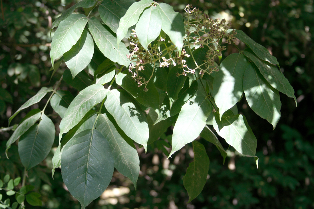 Image of genus Zanthoxylum specimen.