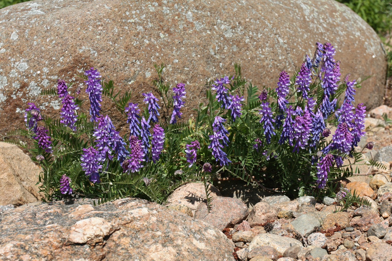 Image of Vicia cracca specimen.