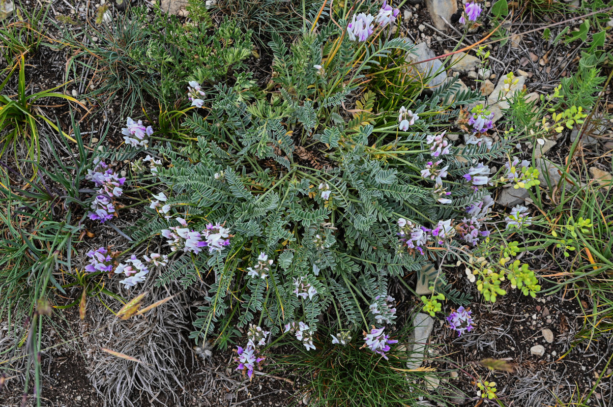 Изображение особи род Astragalus.