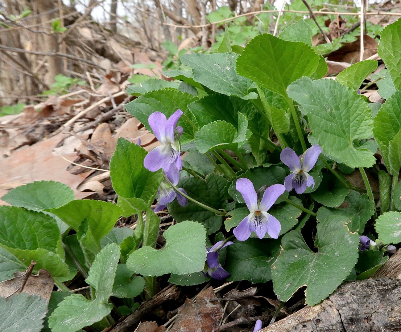 Image of Viola suavis specimen.