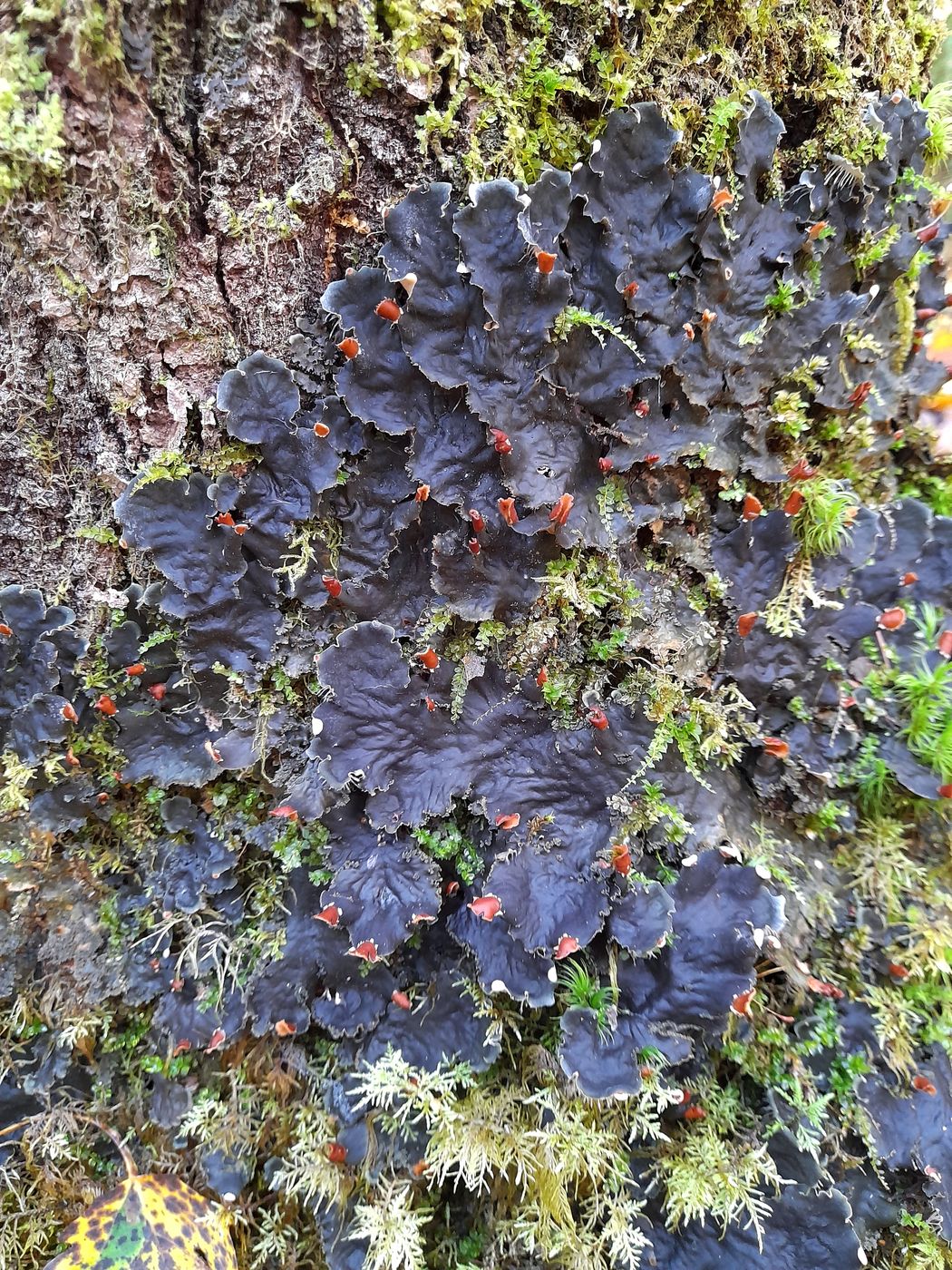 Image of Peltigera praetextata specimen.