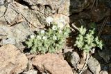 Arenaria saponarioides