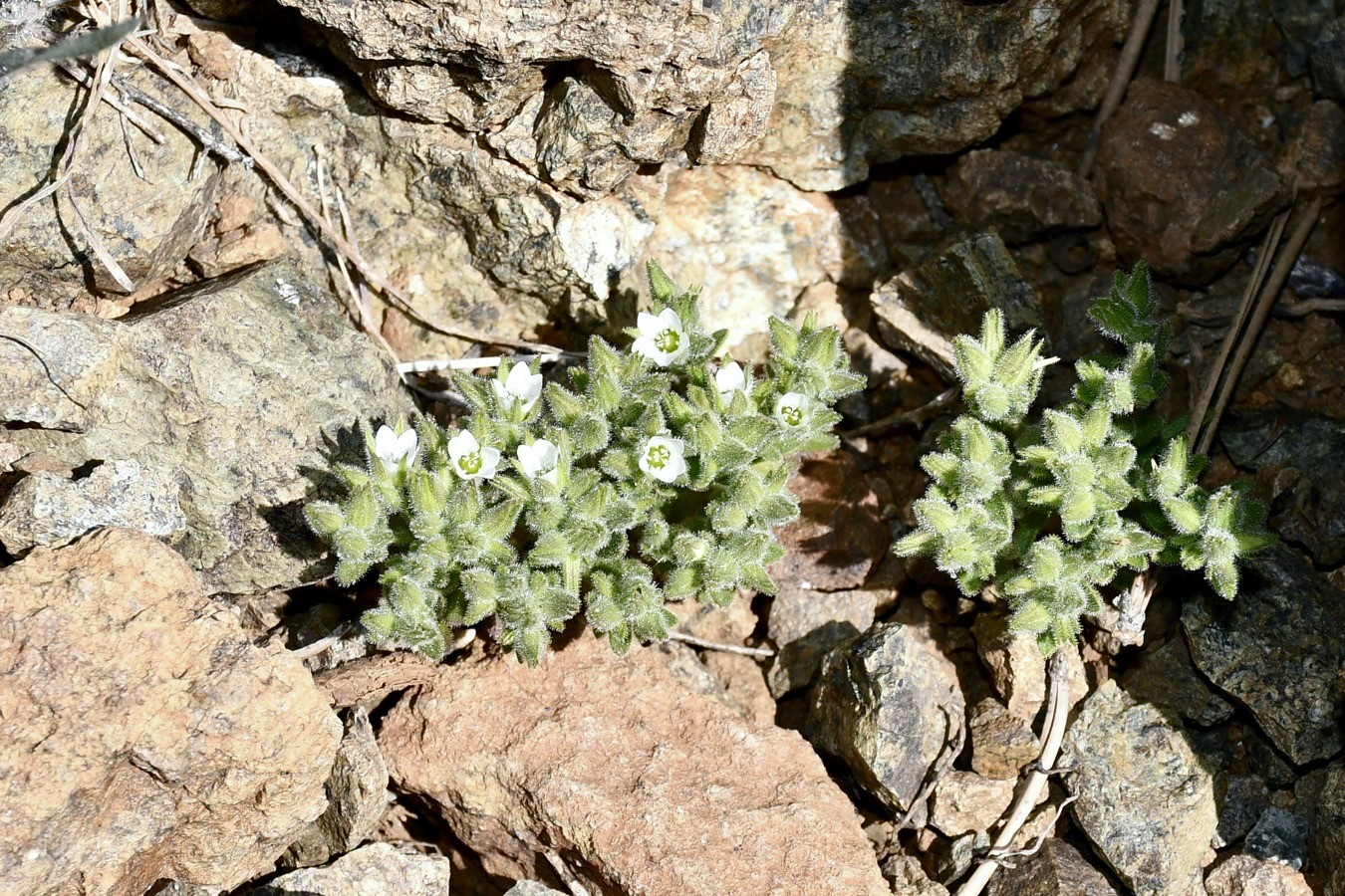 Изображение особи Arenaria saponarioides.