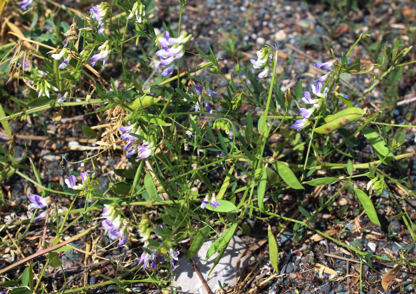 Image of Vicia biennis specimen.