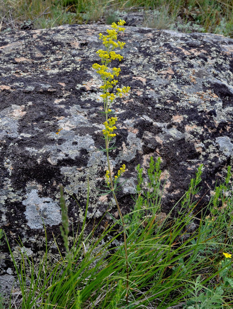 Изображение особи Galium verum.