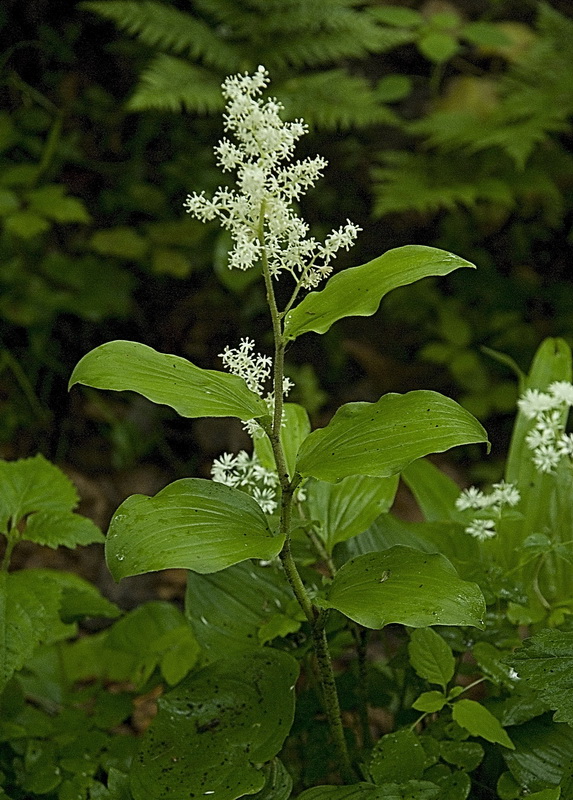 Image of Smilacina hirta specimen.