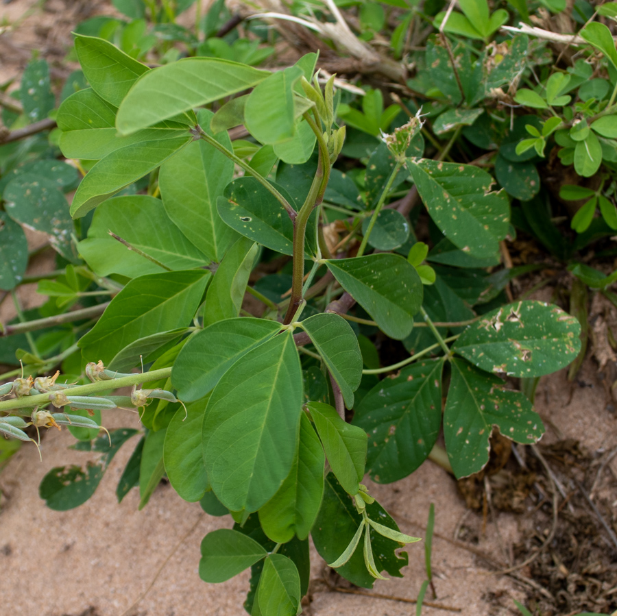 Изображение особи Crotalaria pallida.