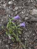 Campanula sibirica. Верхушка растения с бутонами, цветками и завязями. Челябинская обл., Кыштымский городской округ, окр. руин Динамитного завода, сосново-берёзовый лес, перед входом в Сугомакскую пещеру, на мраморной скале. 3 июля 2023 г.