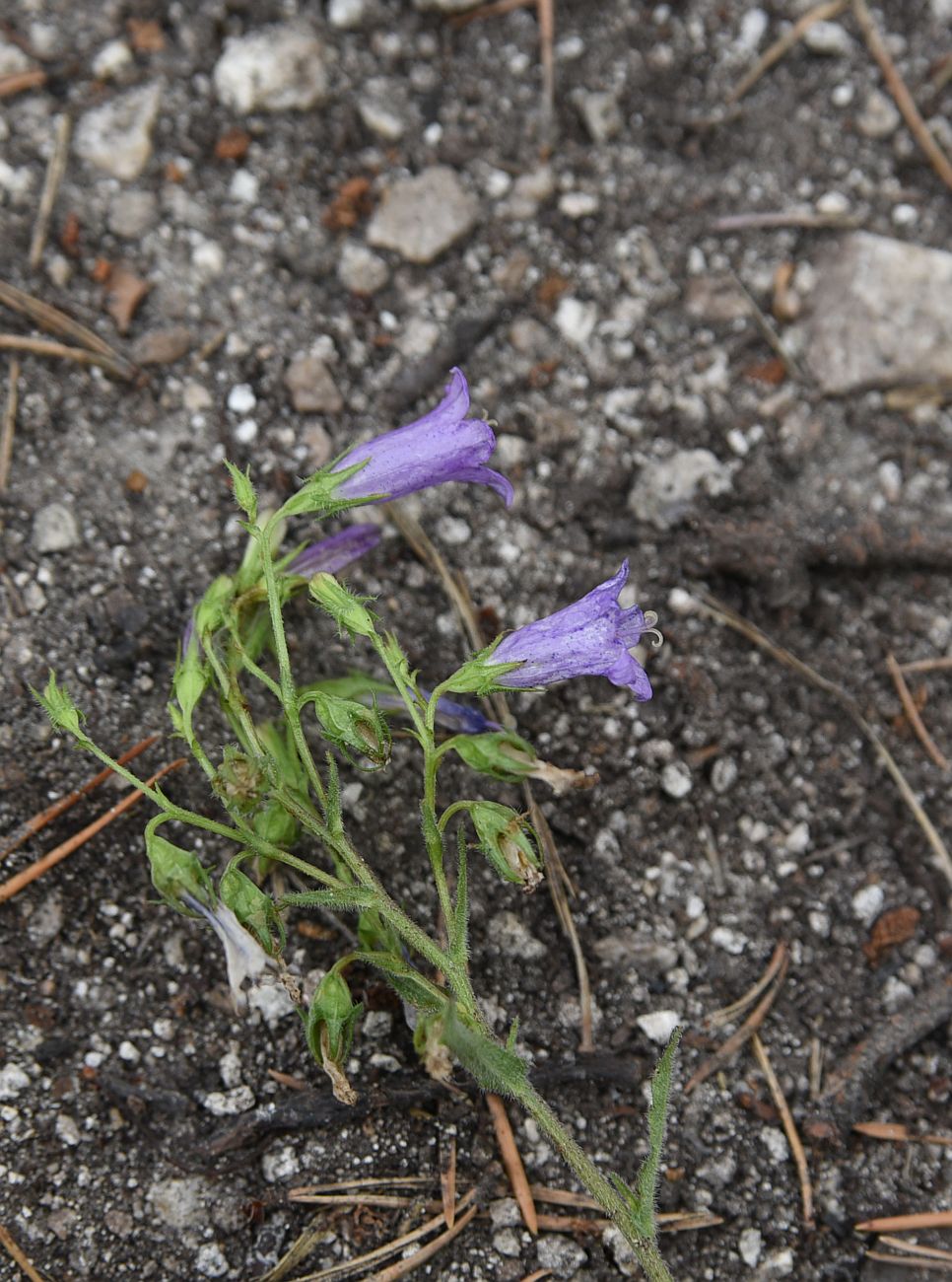 Image of Campanula sibirica specimen.