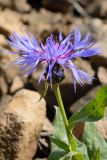 Centaurea nigrofimbria. Верхушка побега с соцветием. Краснодарский край, Адлерский р-н, хр. Аибга, 2280 м н.у.м., обочина горнолыжной трассы. 29.07.2023.