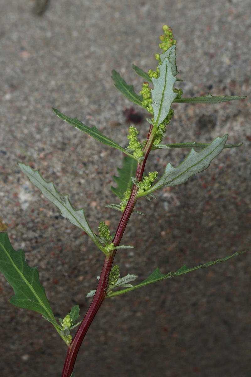 Image of Oxybasis glauca specimen.