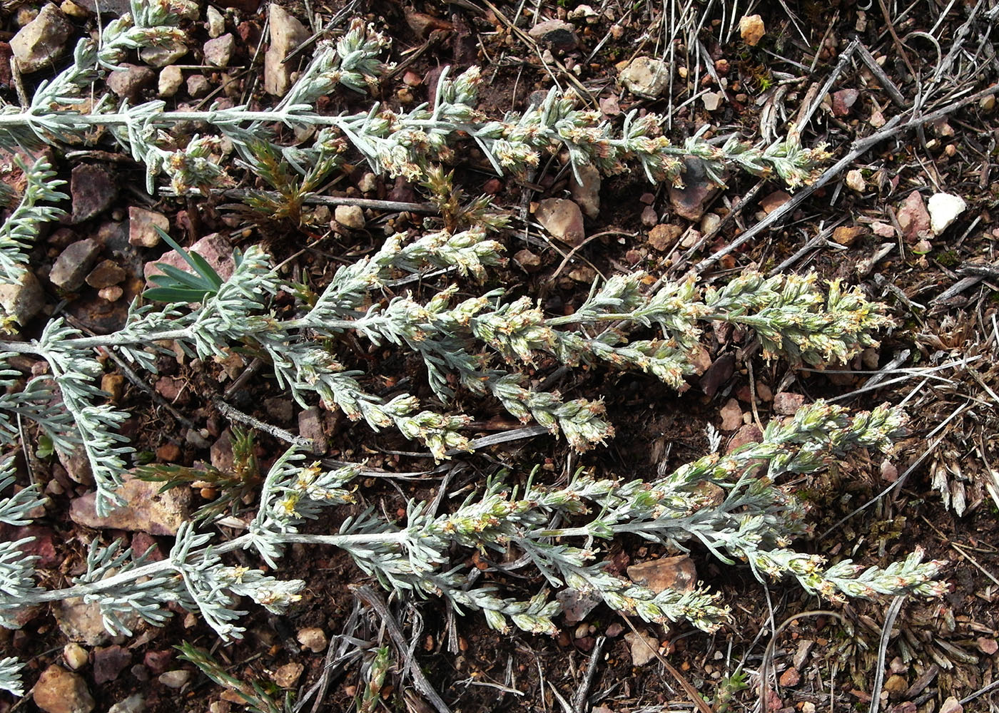 Изображение особи Artemisia schrenkiana.