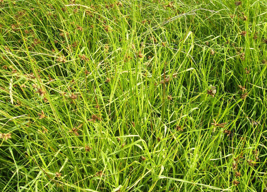 Image of Bolboschoenus planiculmis specimen.