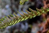 Dryopteris fragrans. Часть вайи с сорусами (вид снизу). Красноярский край, Таймырский Долгано-Ненецкий р-н, плато Путорана, водопад Брат, опушка лиственничного леса, поросший лишайниками каменистый склон. 24.07.2023.