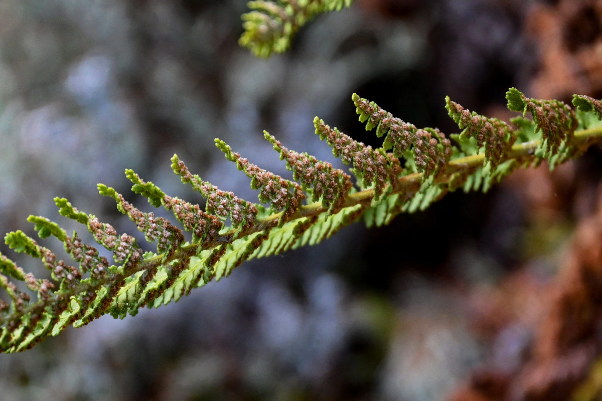 Image of Dryopteris fragrans specimen.