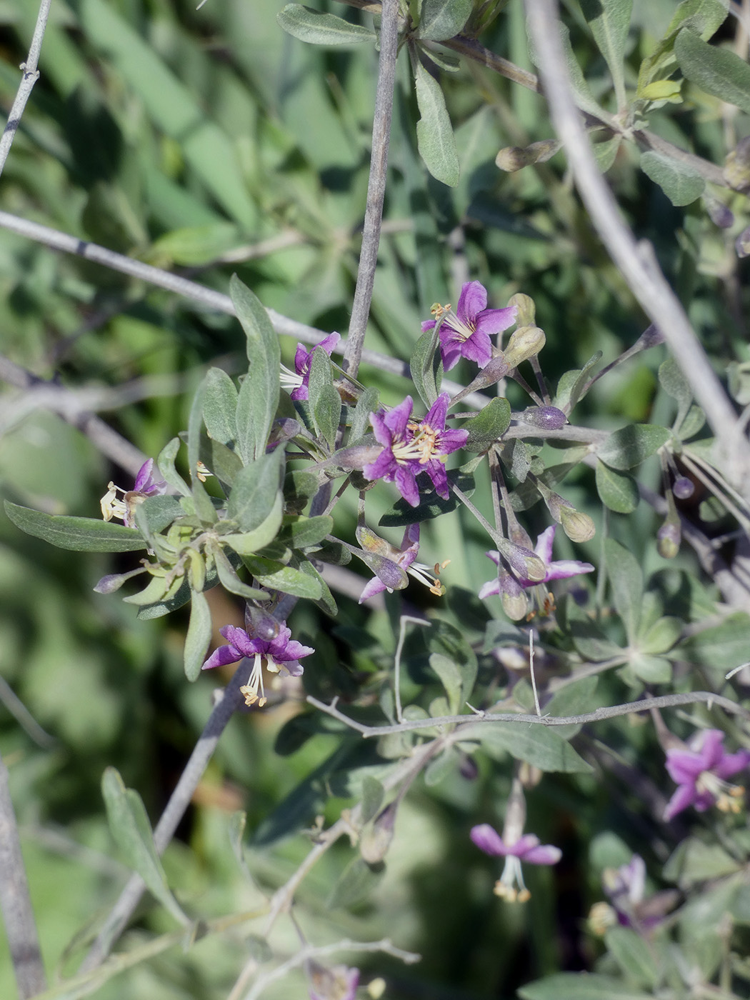 Изображение особи Lycium barbarum.