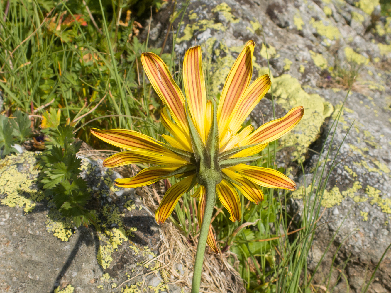 Изображение особи Tragopogon reticulatus.