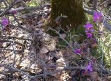 Rhododendron dauricum. Побеги цветущего растения. Бурятия, Кабанский р-н, тополёво-берёзовый лес на склоне сопки у северного подножья хребта Хамар-Дабан. 22.05.2023.