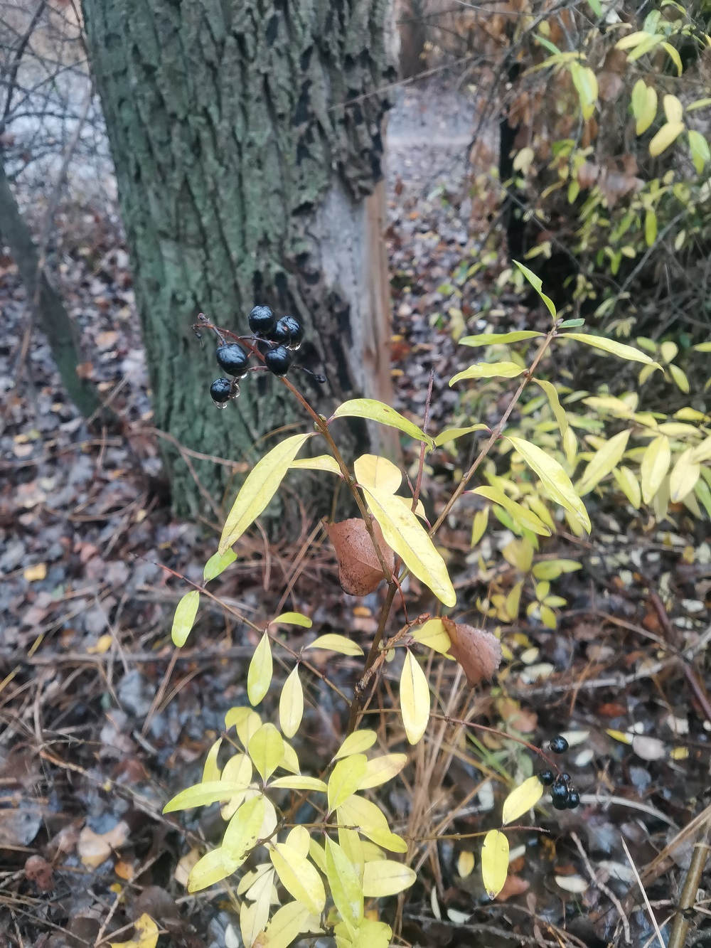 Image of Ligustrum vulgare specimen.