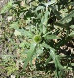 genus Cirsium. Верхушка растения с развивающимся соцветием. Чечня, Шаройский р-н, долина р. Цесиахк, окр. с. Цеси, обочина дороги. 10 августа 2023 г.