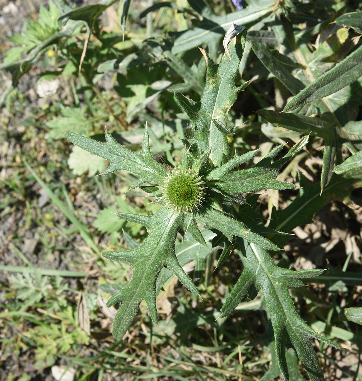 Изображение особи род Cirsium.