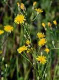 Crepis pannonica. Общее соцветие с цветущими, отцветшими и развивающимися корзинками. Оренбургская обл., Саракташский р-н, хр. Карамурунтау, луговой склон. 07.07.2023.