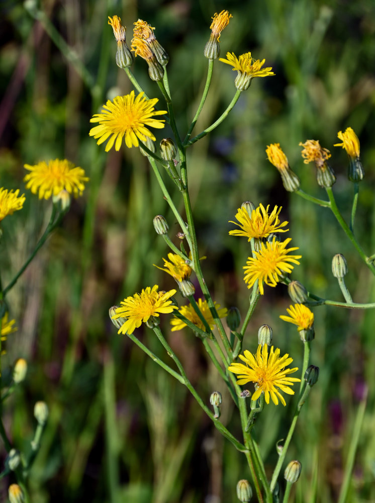 Изображение особи Crepis pannonica.