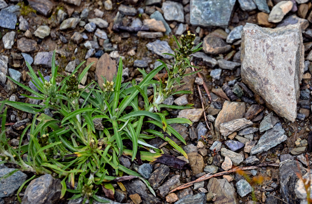Изображение особи Omalotheca sylvatica.