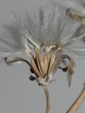 Chondrilla lejosperma