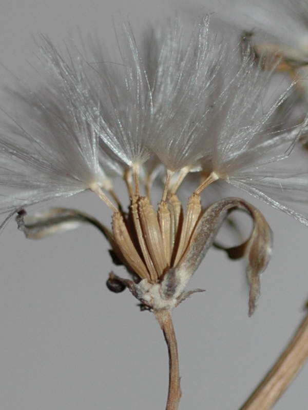 Image of Chondrilla lejosperma specimen.