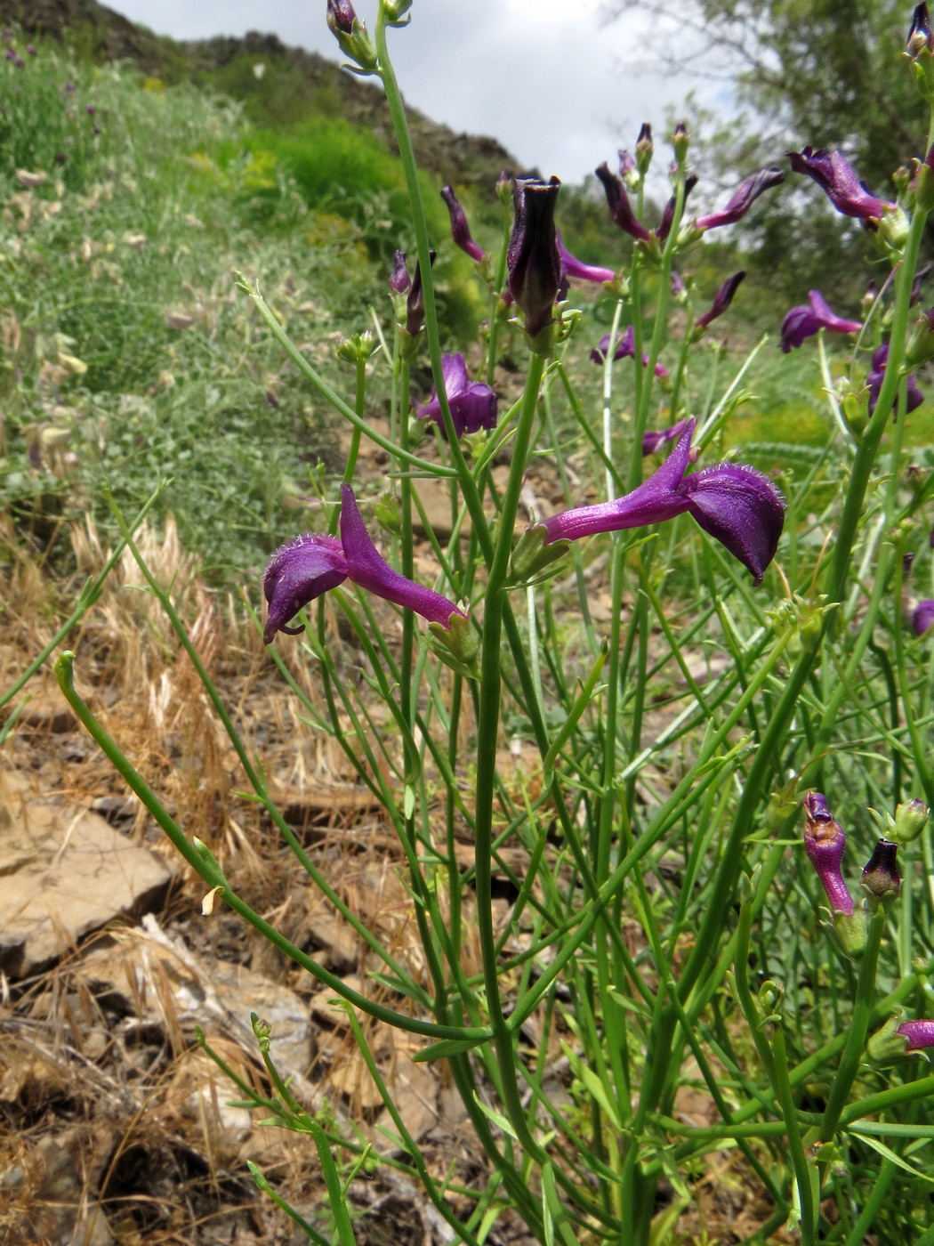 Изображение особи Dodartia orientalis.