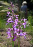 Anacamptis laxiflora подвид palustris. Соцветия. Санкт-Петербург, Ботанический сад БИН РАН, в культуре. 13.06.2022.