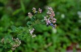 Origanum vulgare. Верхушка побега с соцветием и кормящейся бабочкой-пестрянкой. Чечня, Веденский р-н, долина р. Ахкичу, опушка широколиственного леса. 26.07.2022.