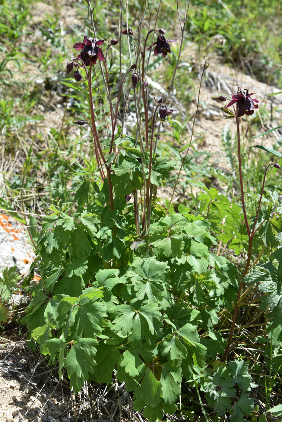 Изображение особи Aquilegia atrovinosa.