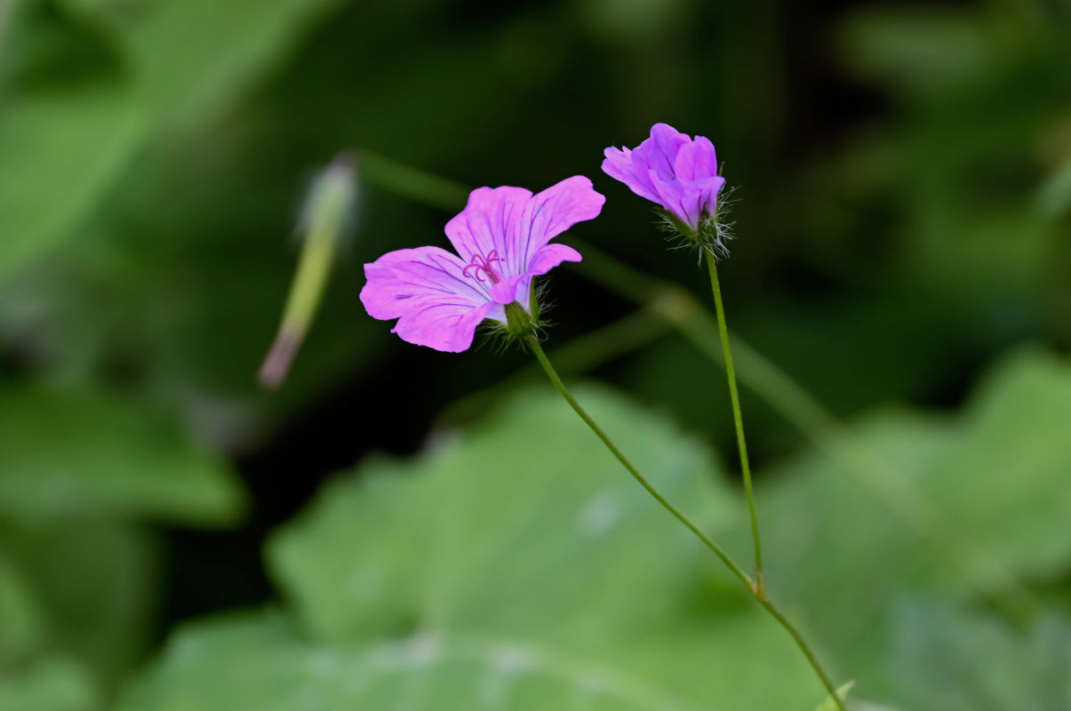 Изображение особи Geranium rectum.