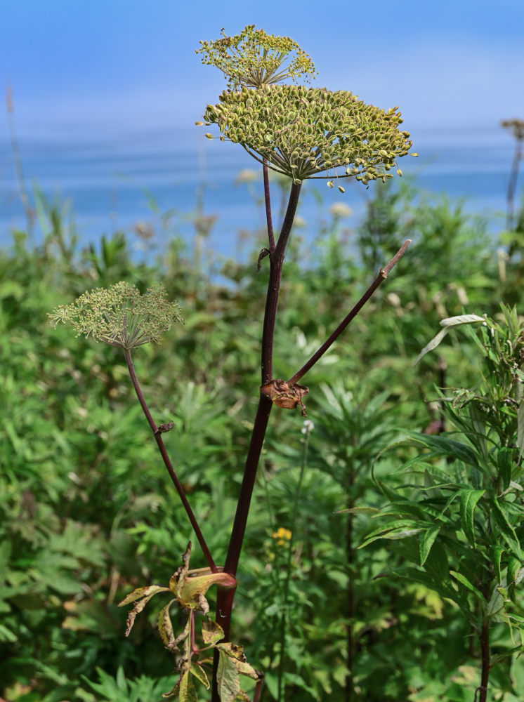 Image of Angelica genuflexa specimen.