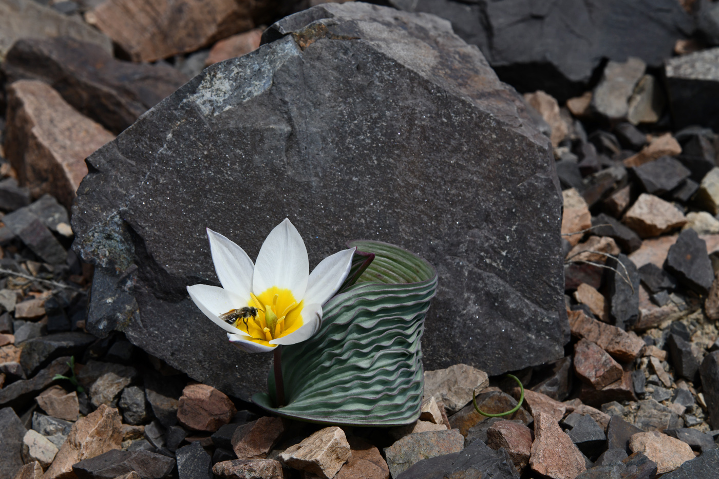 Изображение особи Tulipa regelii.