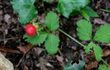 Duchesnea indica. Плод и листья (вокруг видны части листьев Hedera). Грузия, Имеретия, каньон Окаце, широколиственный лес. 15.06.2023.