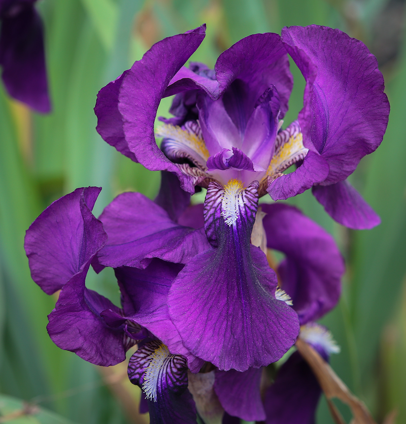 Изображение особи Iris germanica.